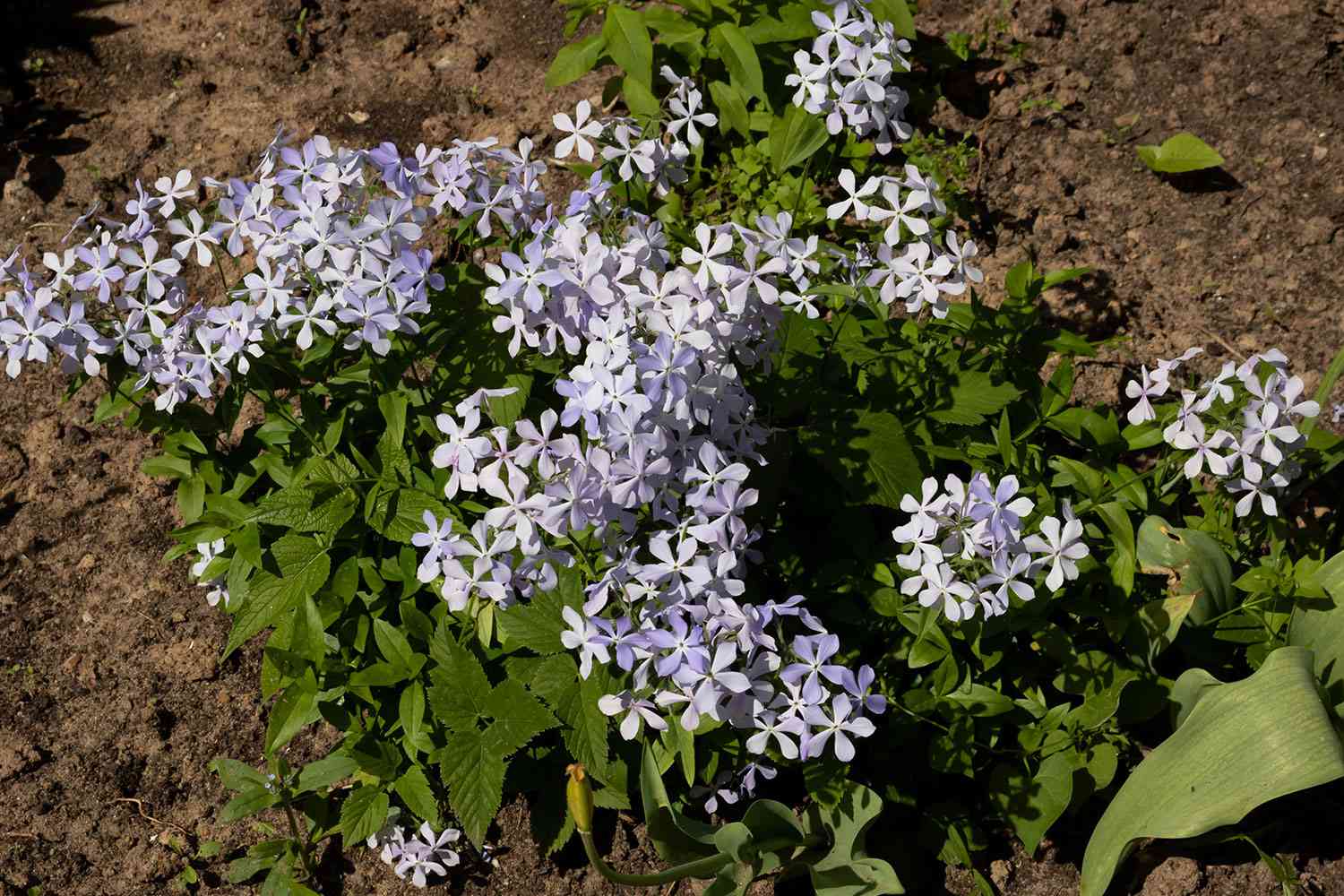Woodland Phlox
