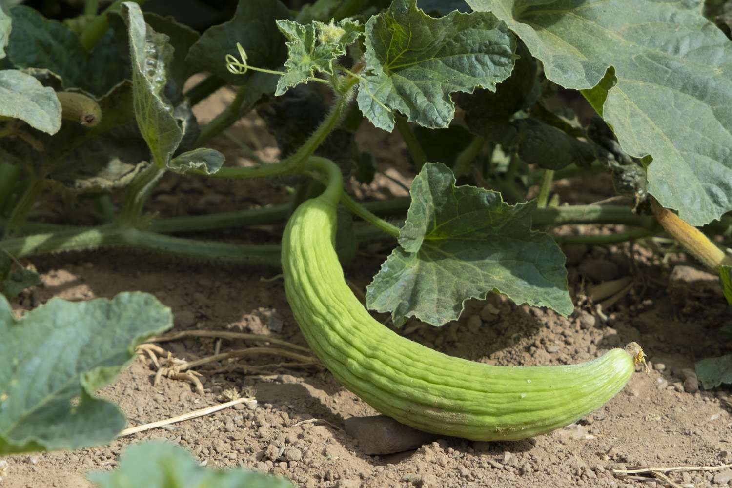 A curved cucumber growing on a plant in a garden bed