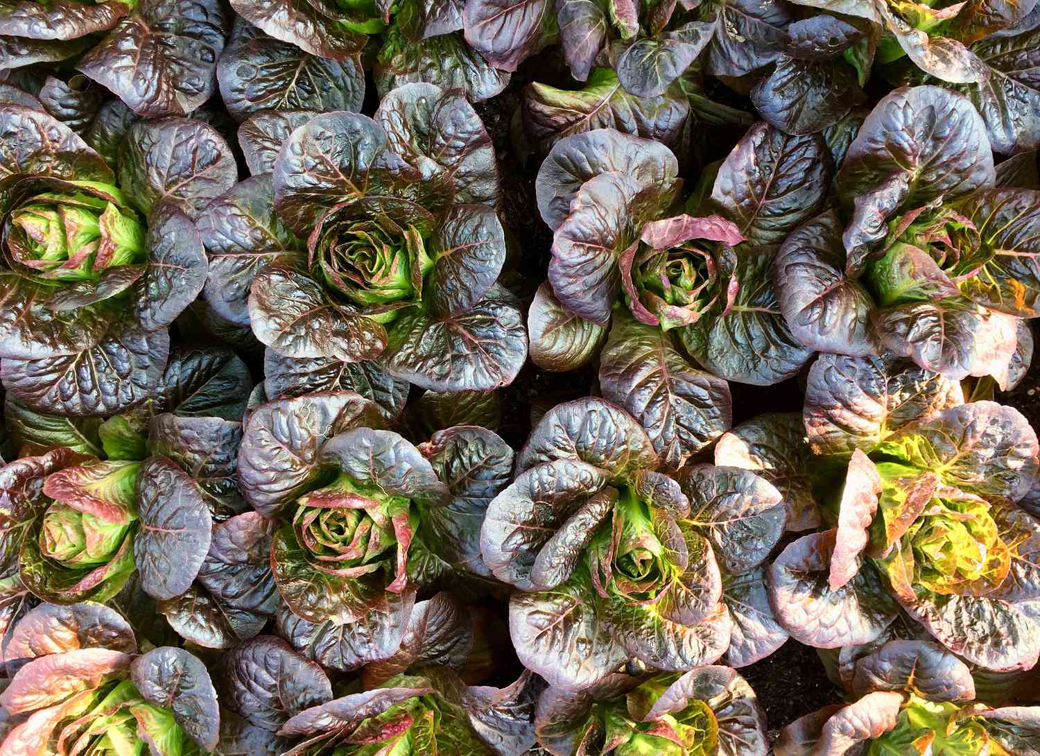 red lettuces overhead view