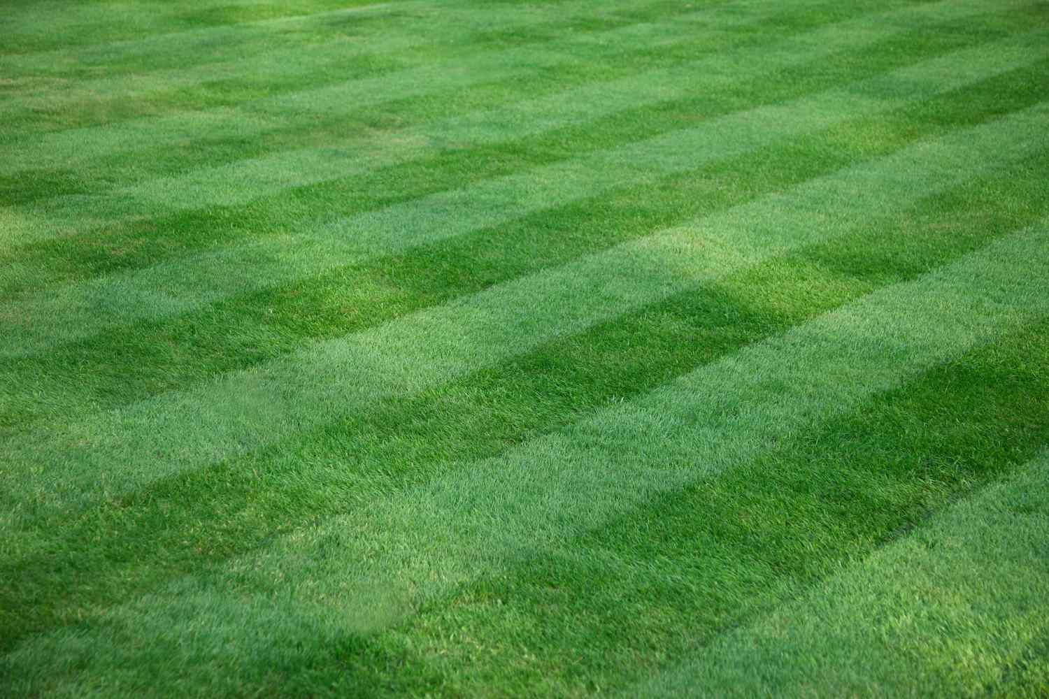 Pattern in mowed lawn