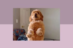 Dog giving paw