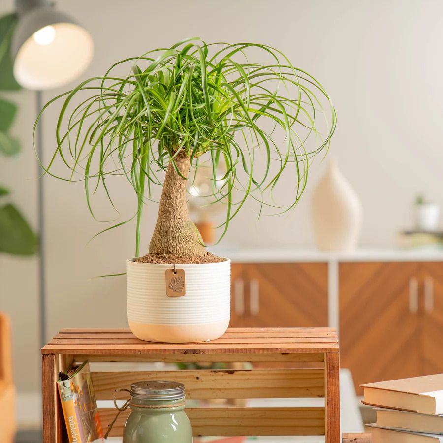 Ponytail Palm plant. 