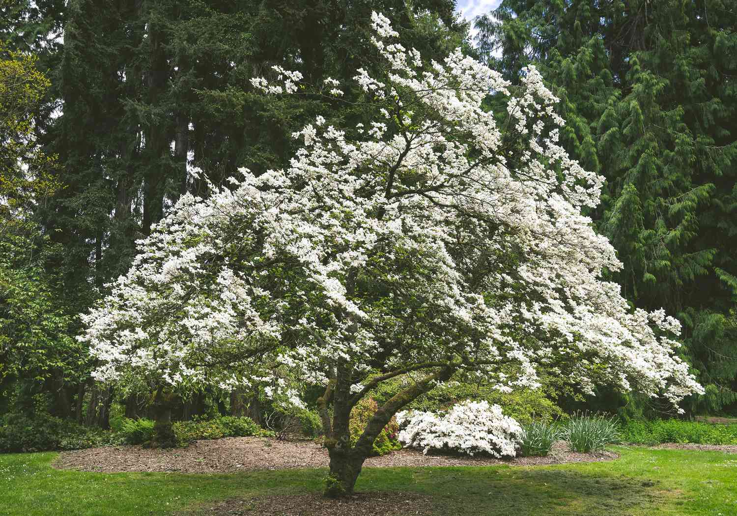 White Flower Blossoms on a Tree