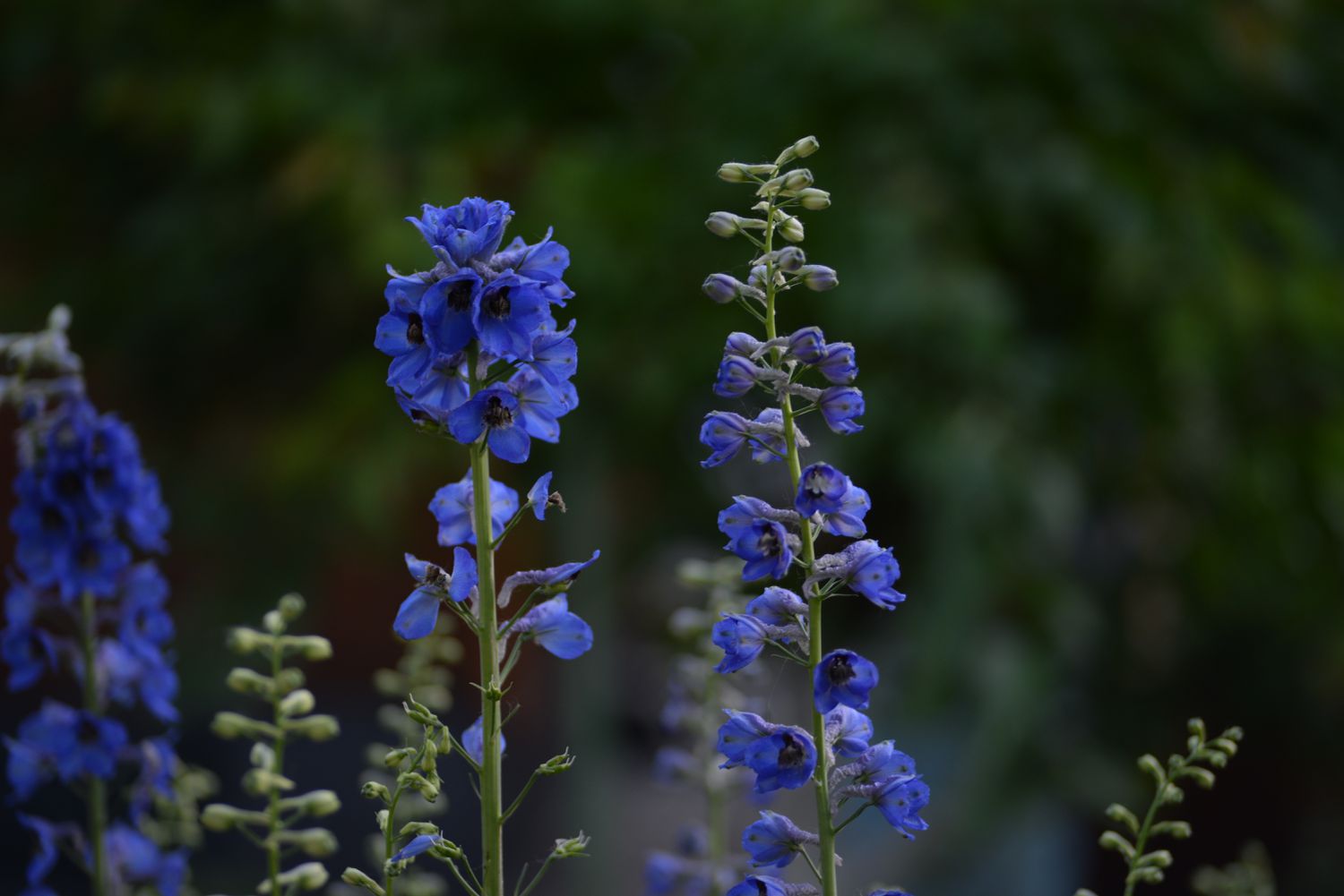 Banner. Delphinium, One large flowers Blue Delphinium flower on a Sunny bright day. Macro horizontal photography. 