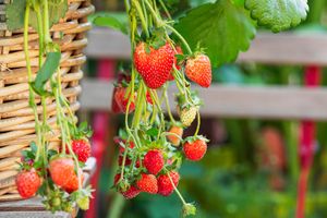 Strawberry plant 
