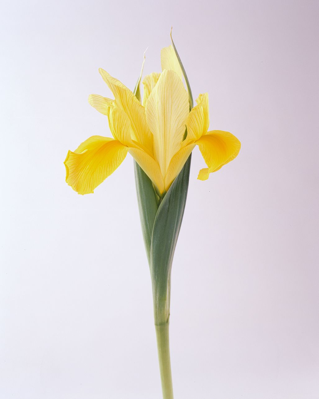 flower-glossary-iris-yellow-a98432-0415.jpg