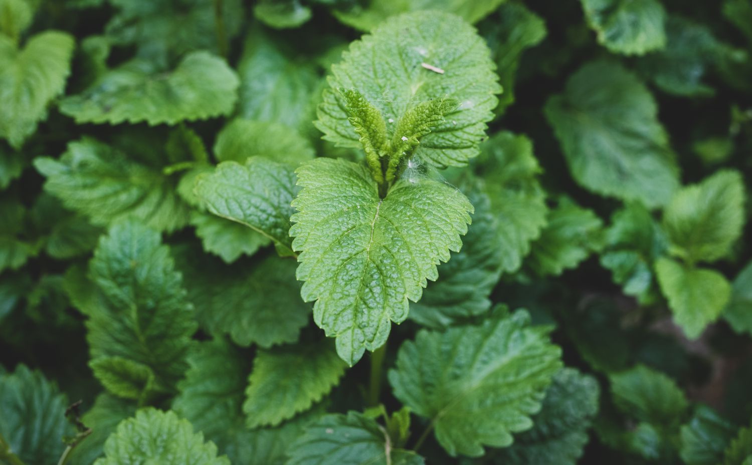 Lemon Balm