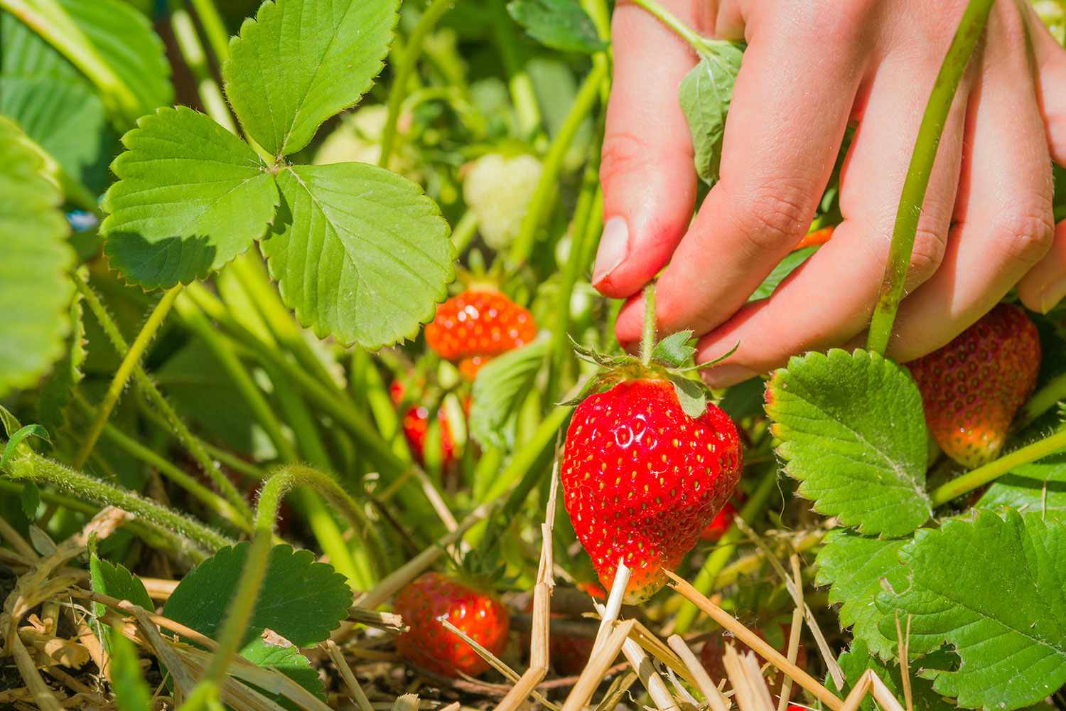 Hand harvesting strawberry