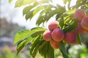 Ripe fruit on a tree branch with leaves in an outdoor setting