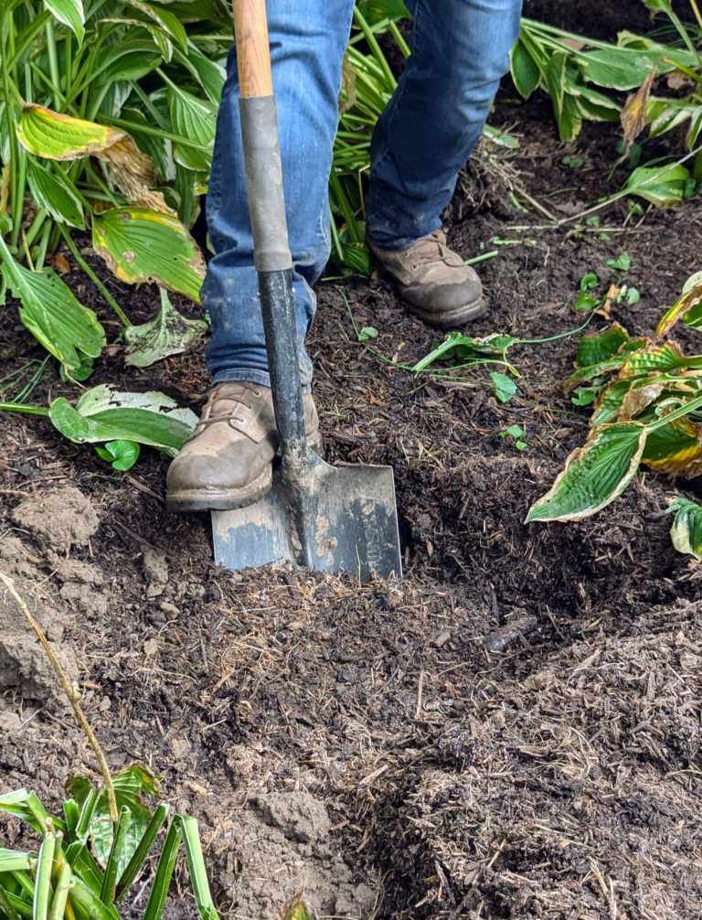 Shovel digging a hole for a hosta plant. 