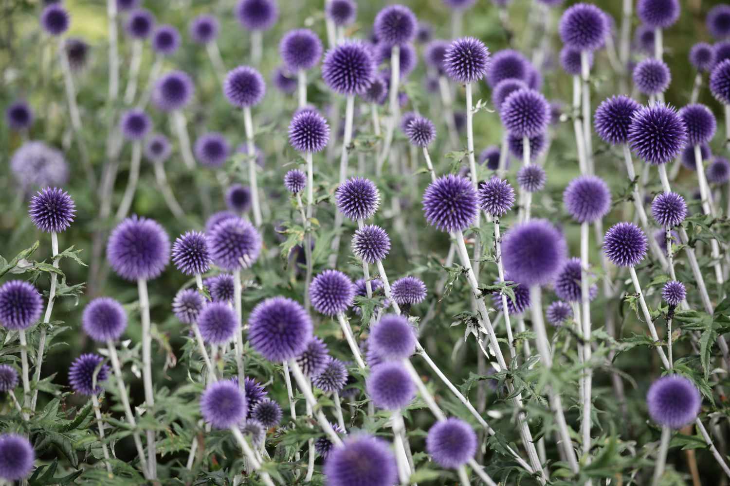 Globe Thistle flowers