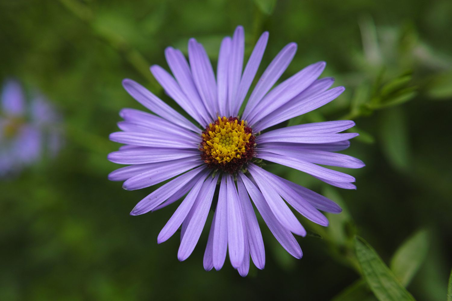 aromatic aster