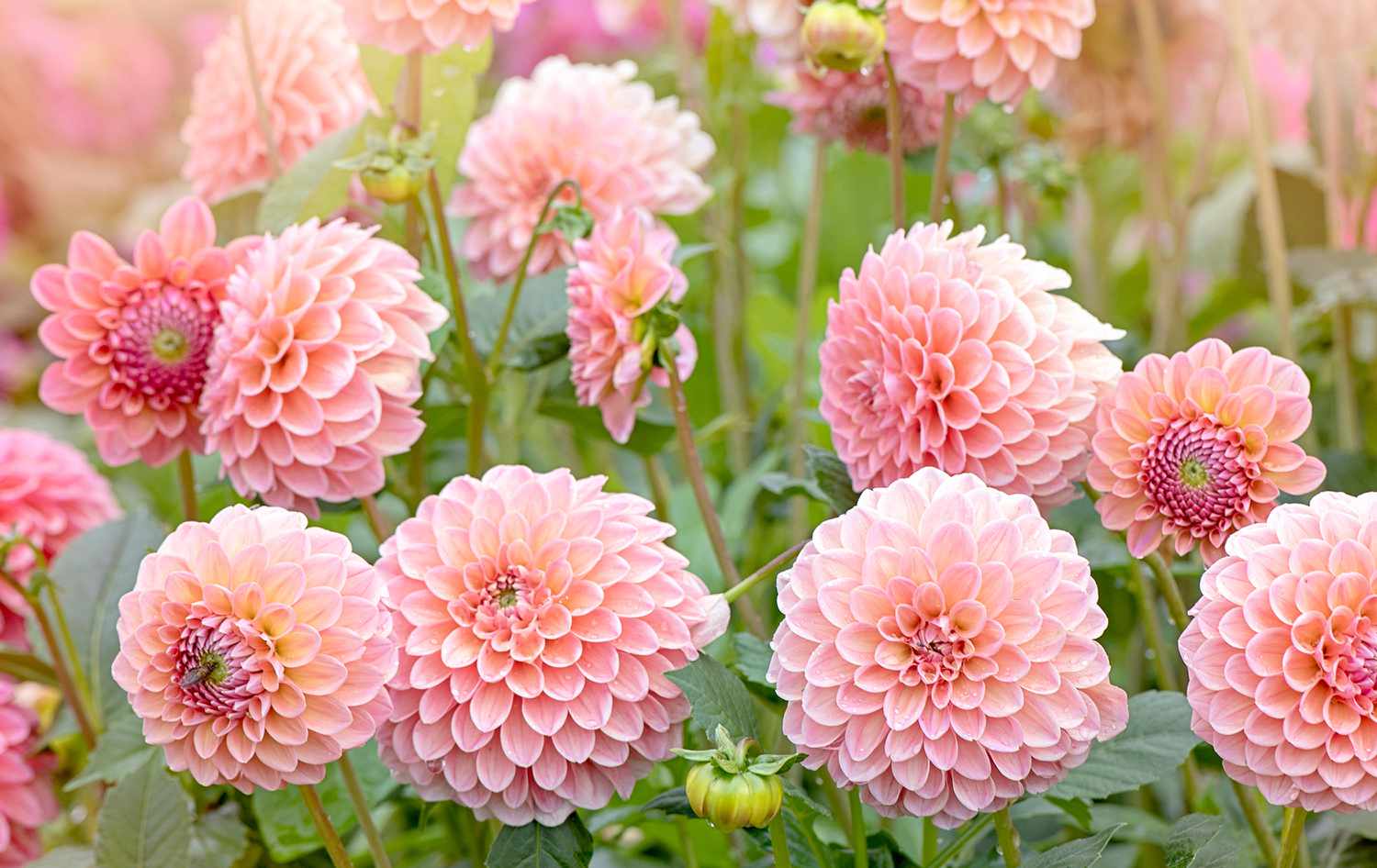 Pink dahlias