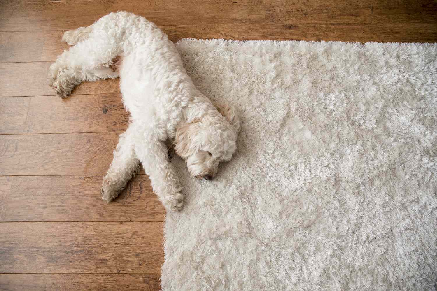Dog laying on shag rug over hardwood floor