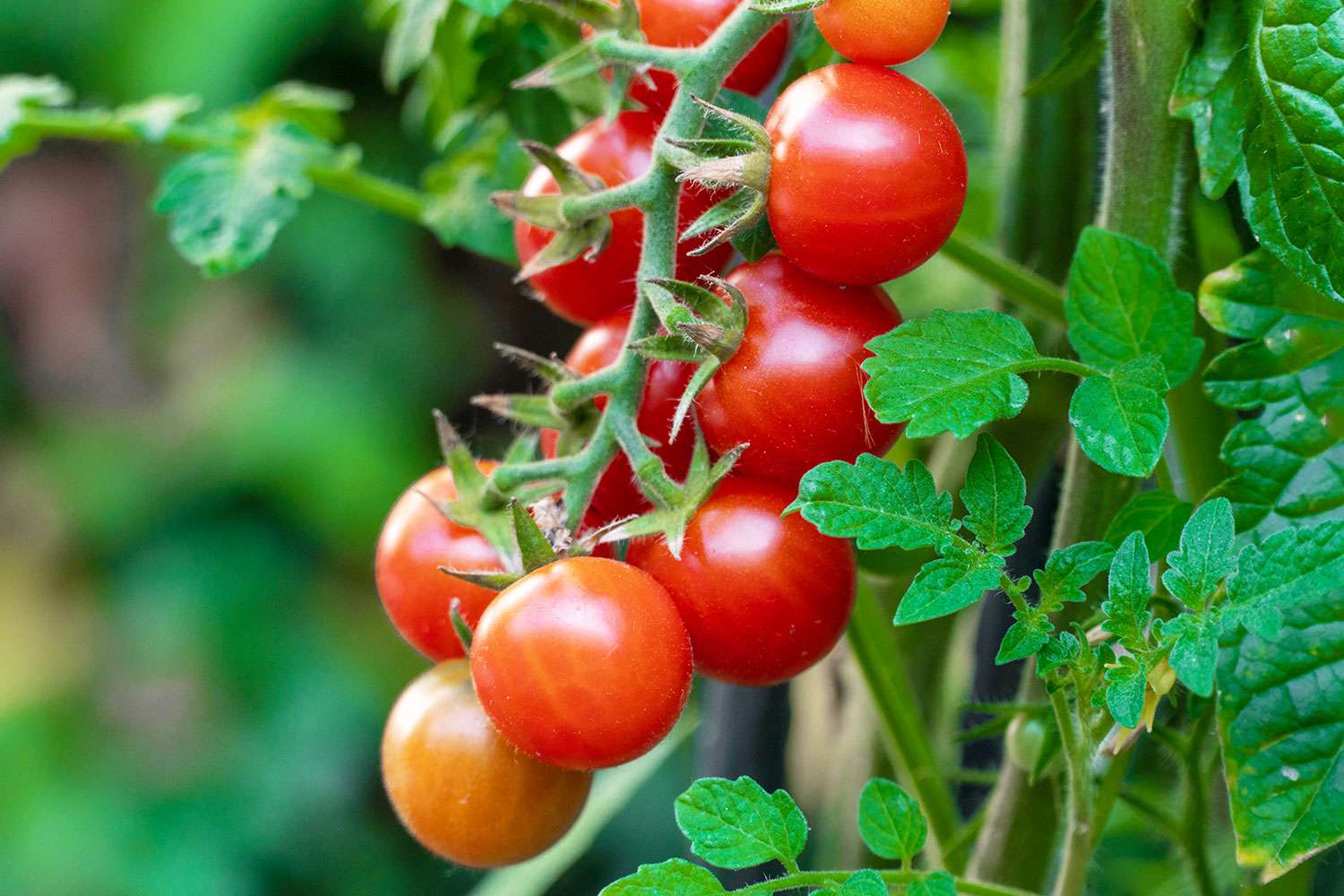 Tomatoes on the vine