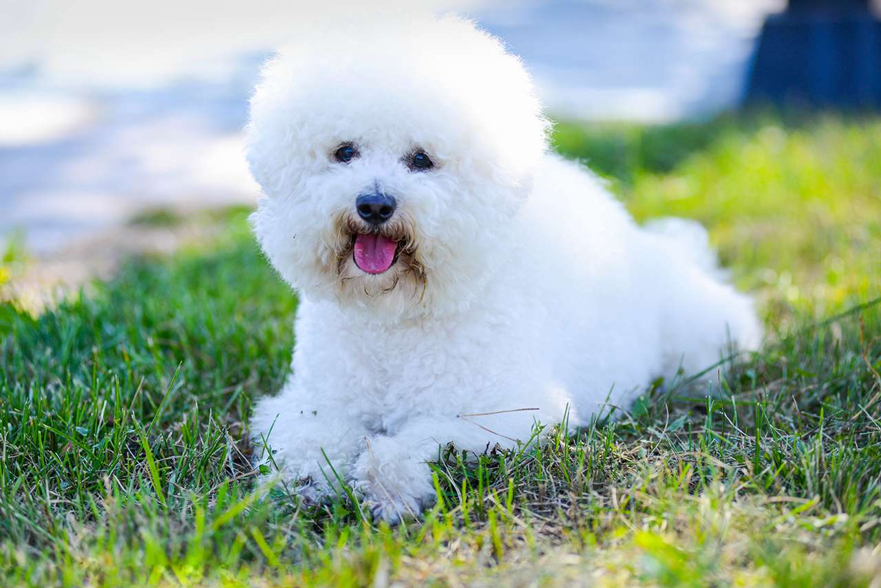 bichon frise dog