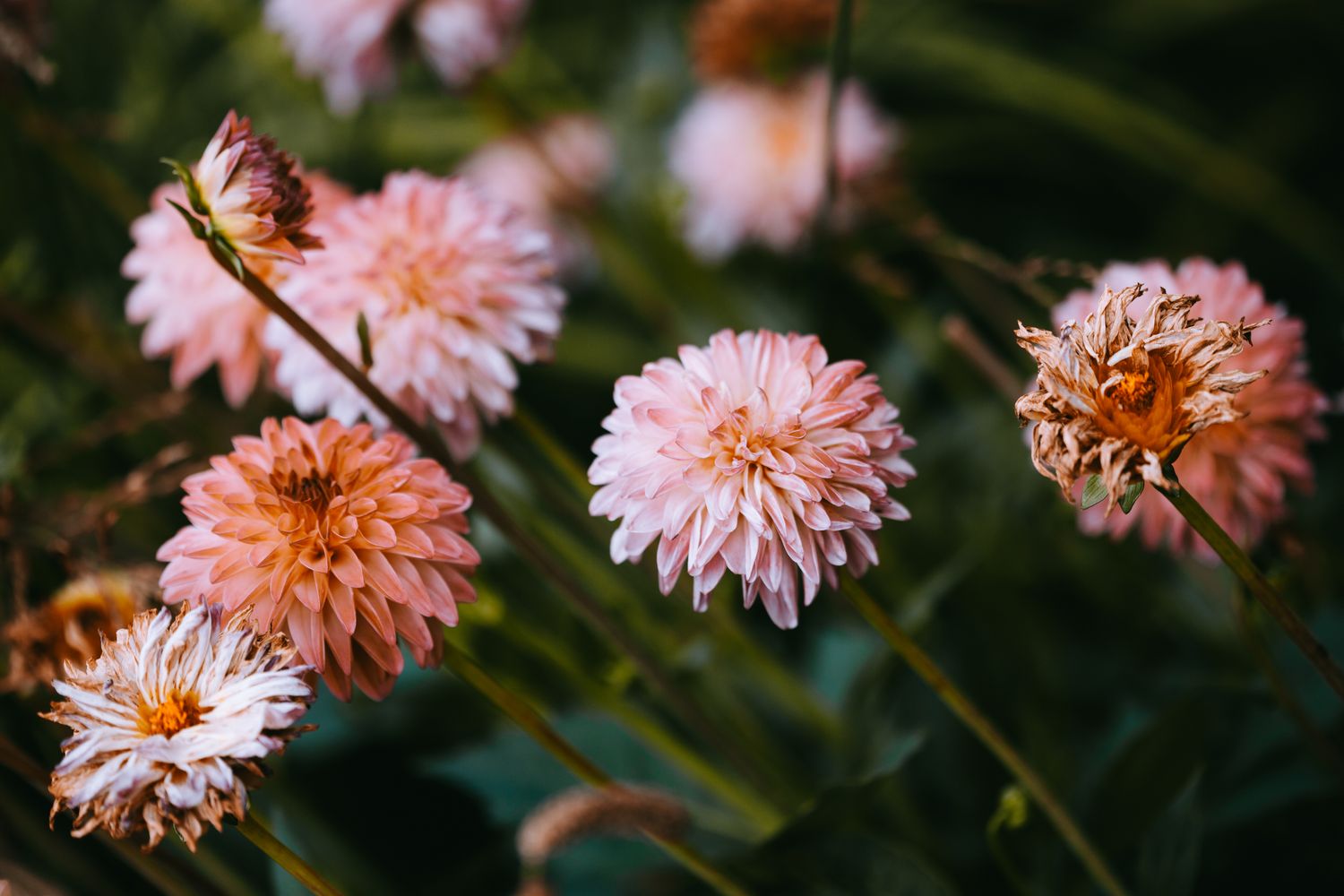 Several blooming flowers and some withering ones in a garden setting