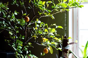 Citrus tree indoors