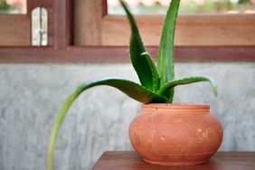 aloe vera plant in a terracotta pot in a home