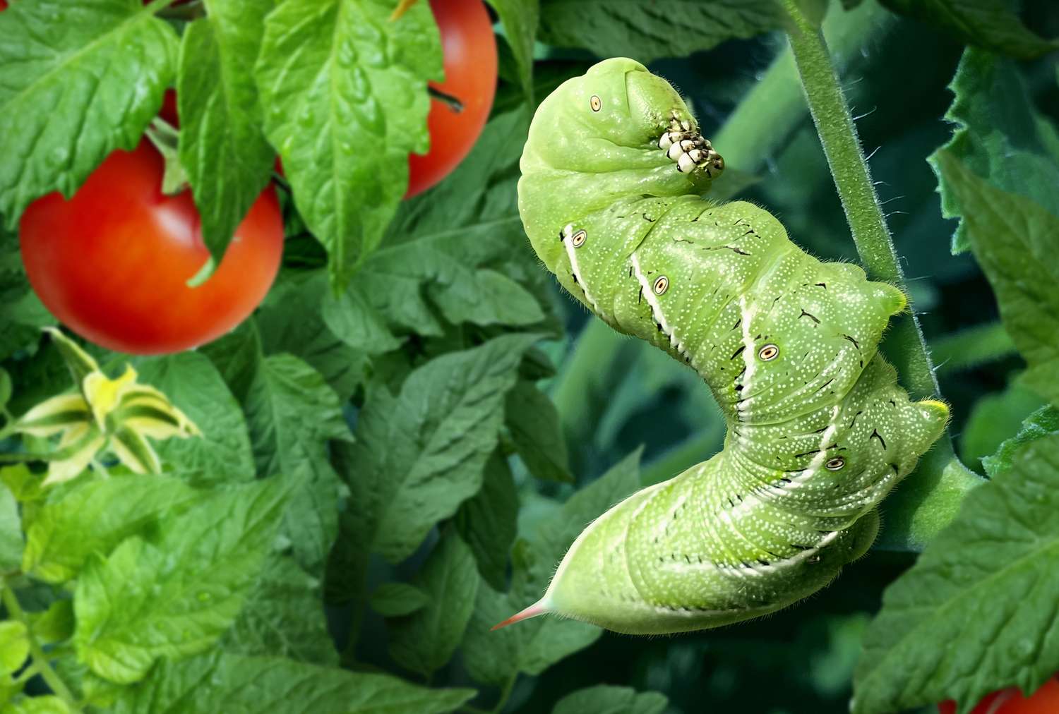 Tomato hornworm