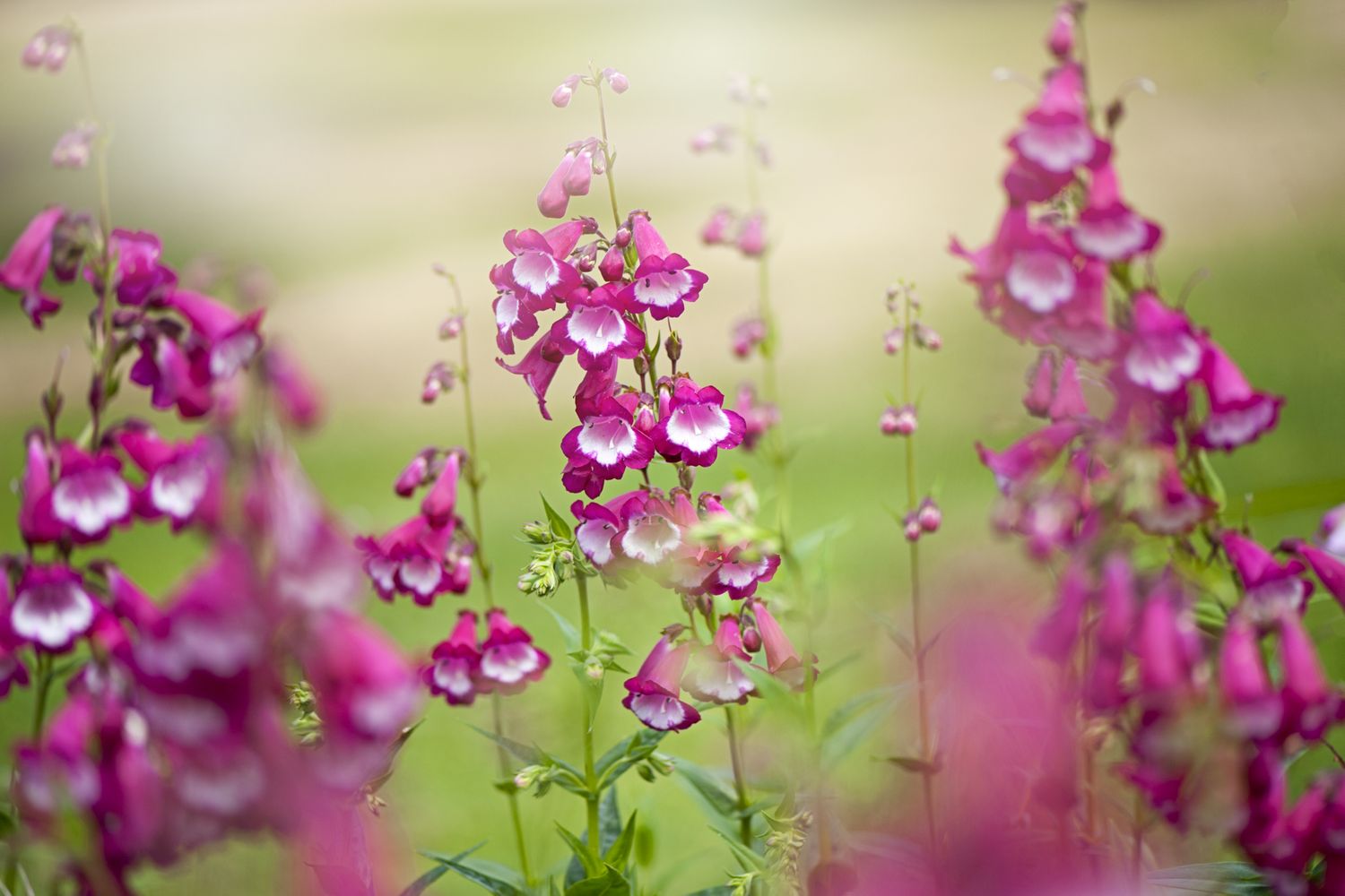 Beardtongue flowers