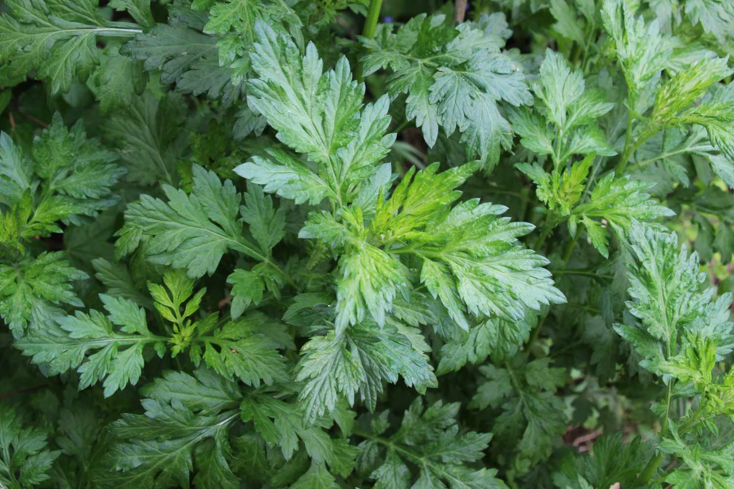 green foliage filling the frame