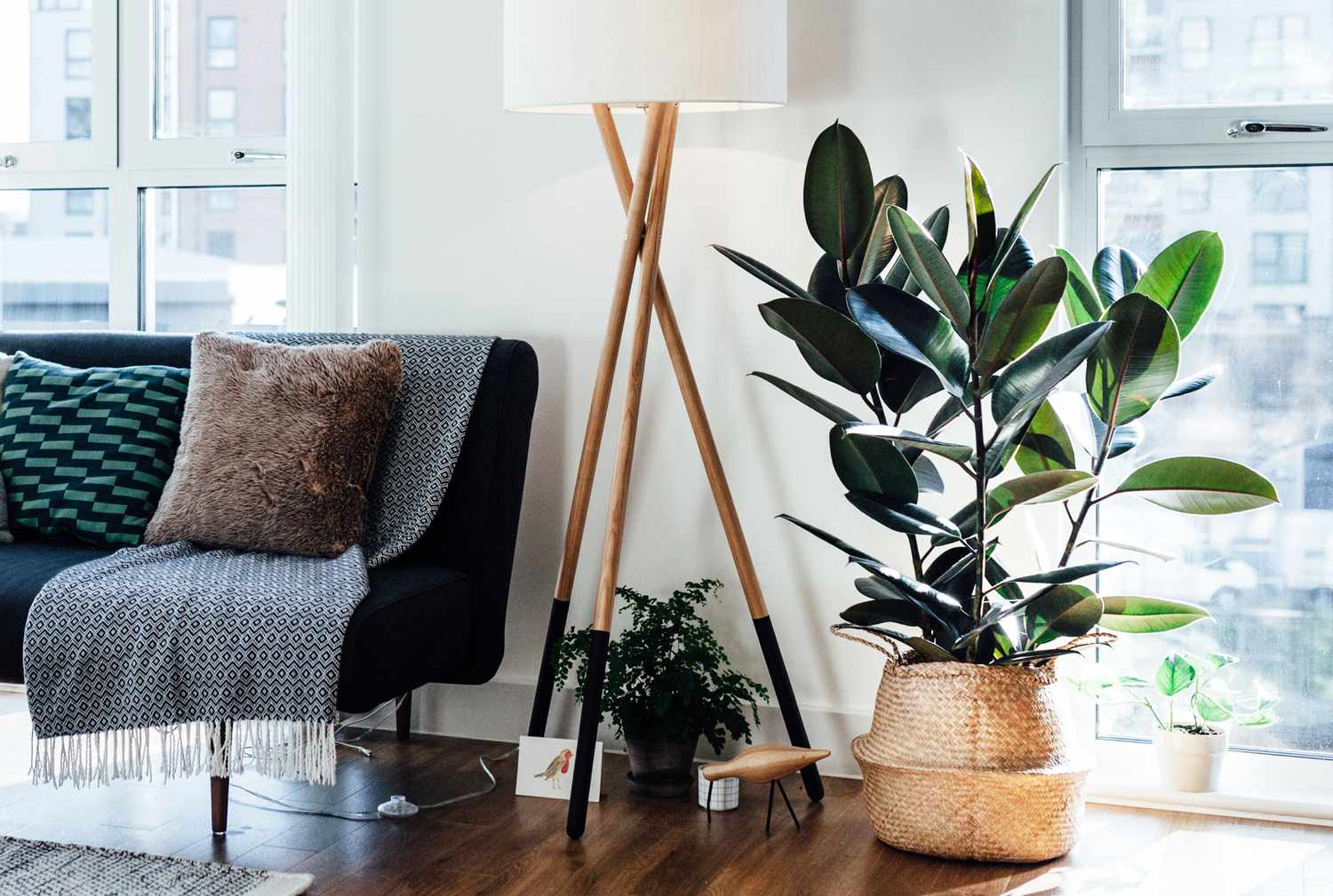 Rubber tree in living room