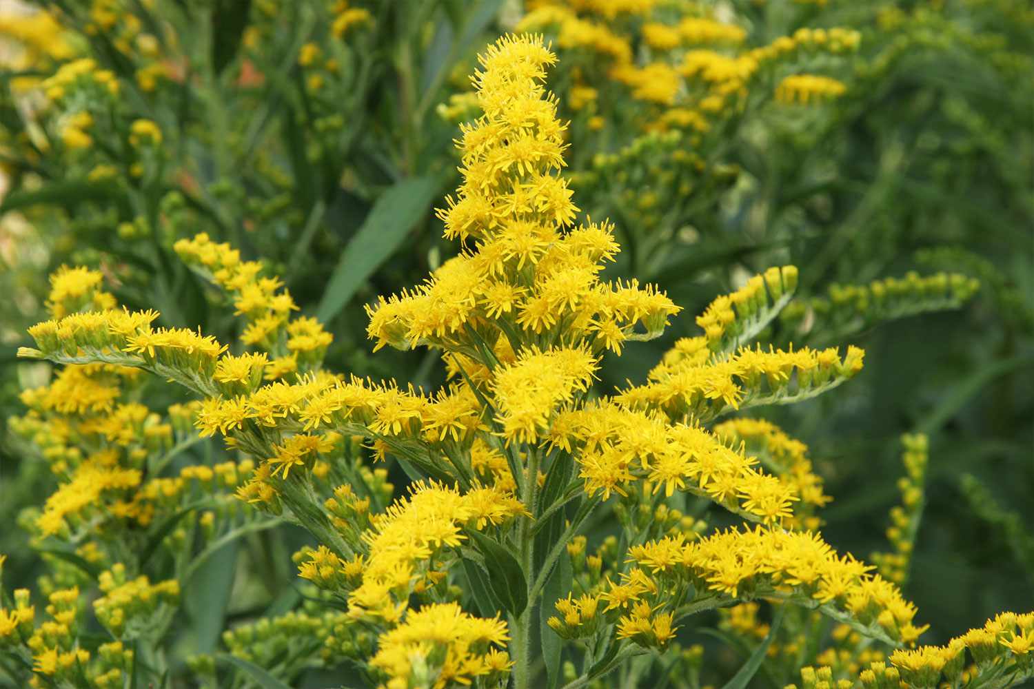Solidago nemoralis