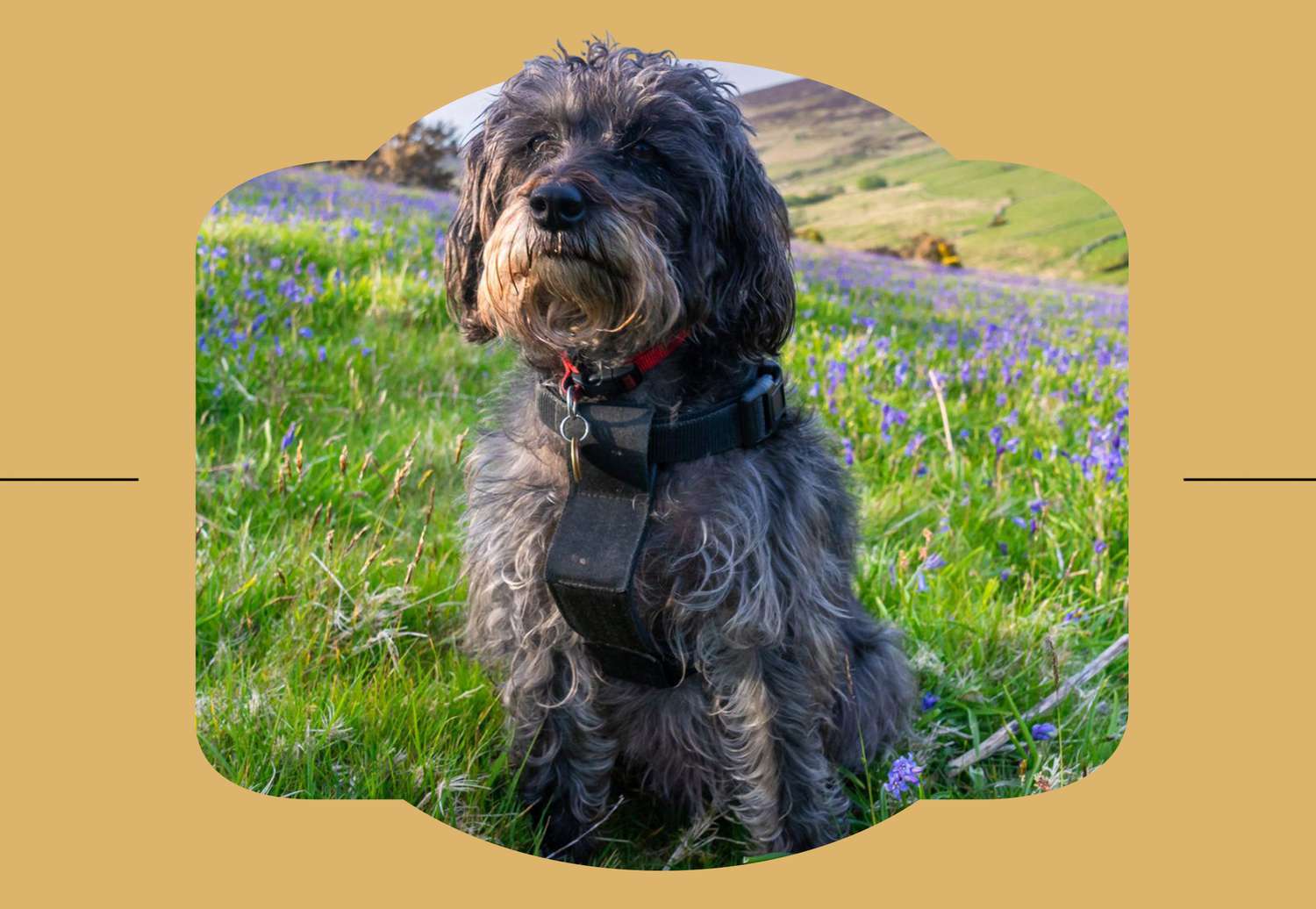 shnoodle dog sitting in a field with yellow border