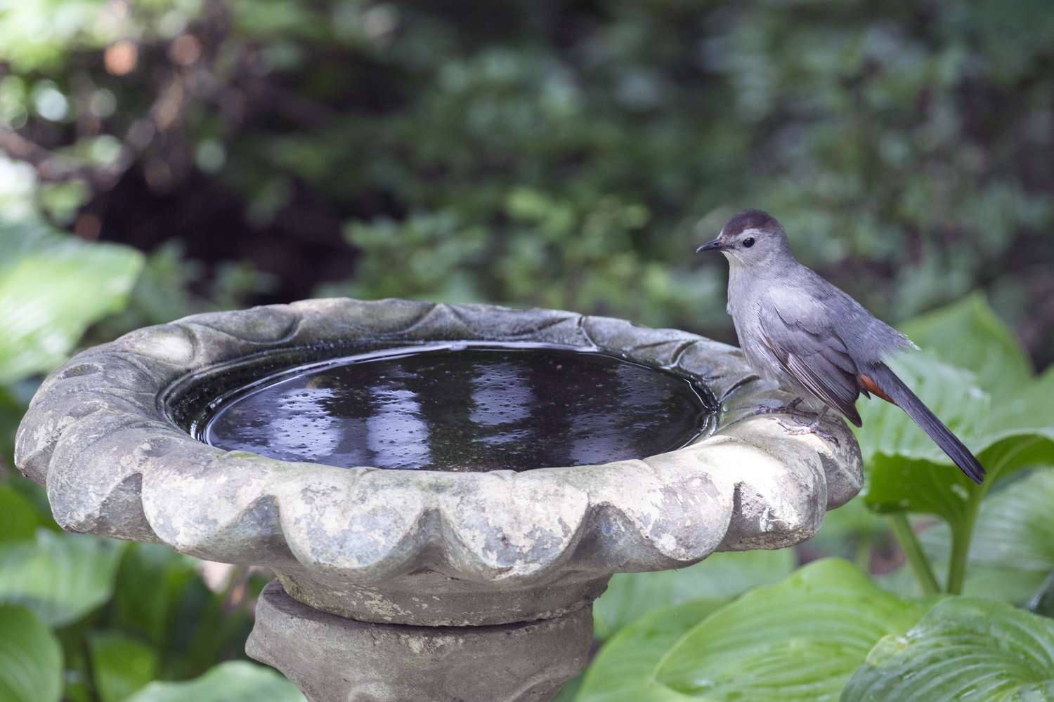 A bird perched on the edge of a birdbath in a garden setting