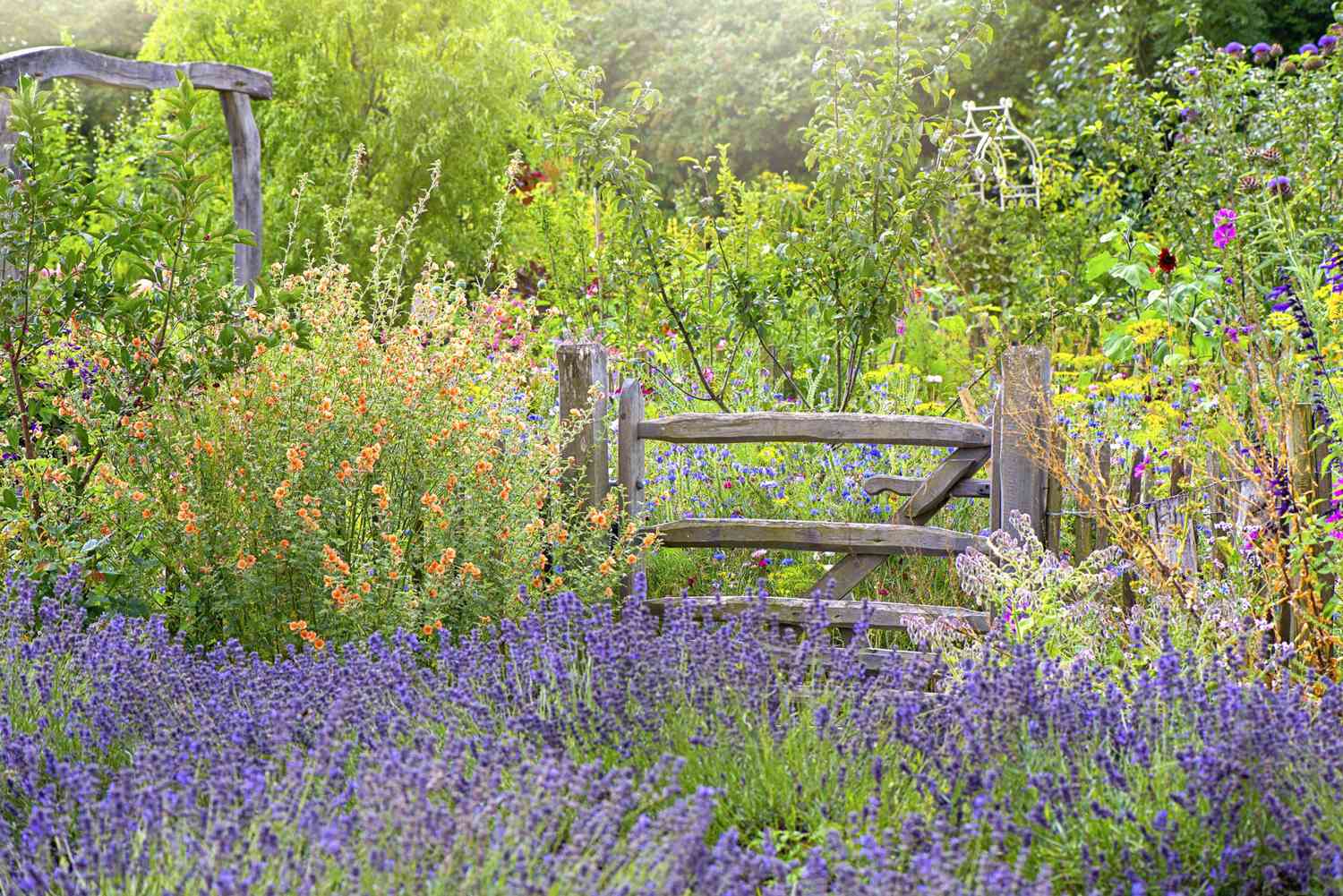 english garden with lavender