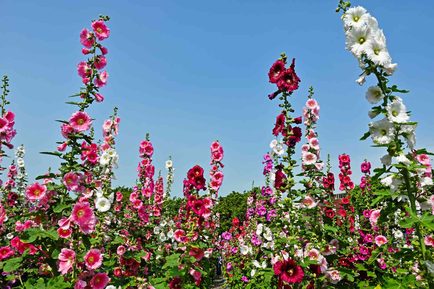 Hollyhock
