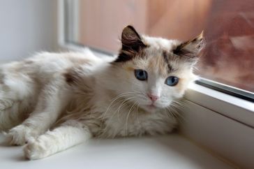 A cat reclining on a windowsill indoors