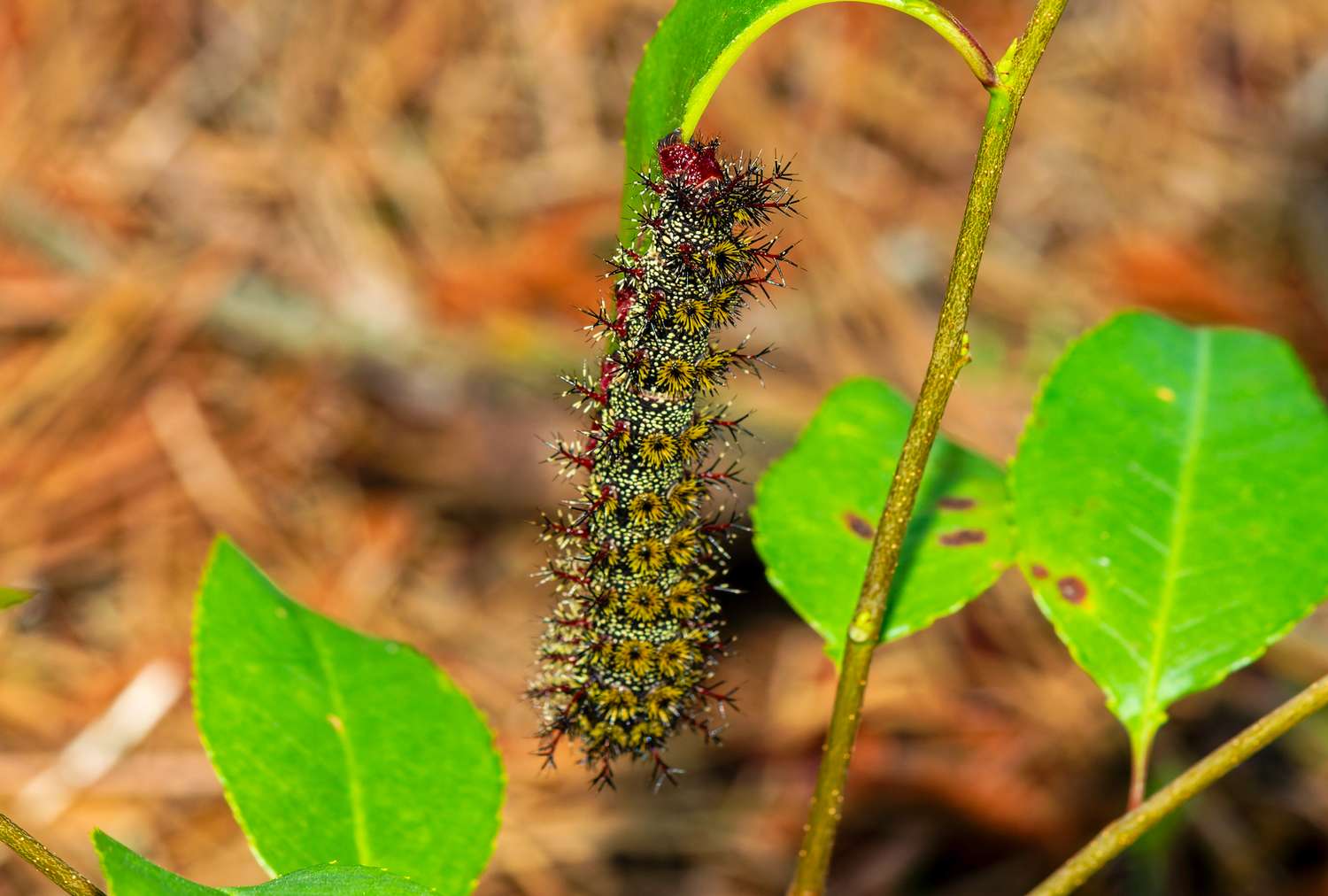Buck moth caterpillar on a plant stem with surrounding leaves