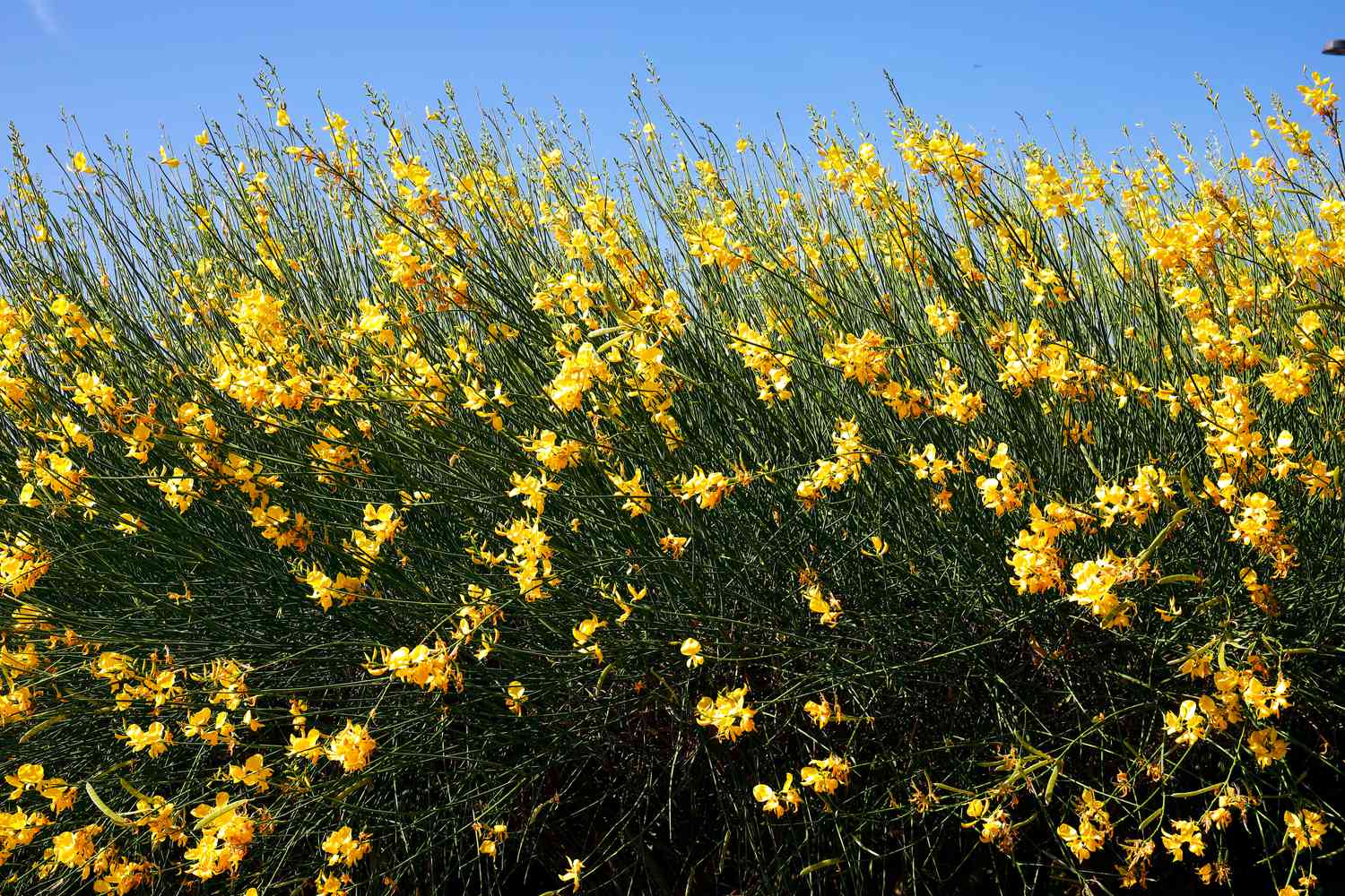 Scotch Broom plant