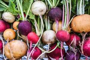 red, white, purple, and gold radishes freshly harvested from garden