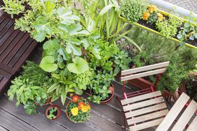 An arrangement of plants and flowers on a balcony with a wooden chair and table visible