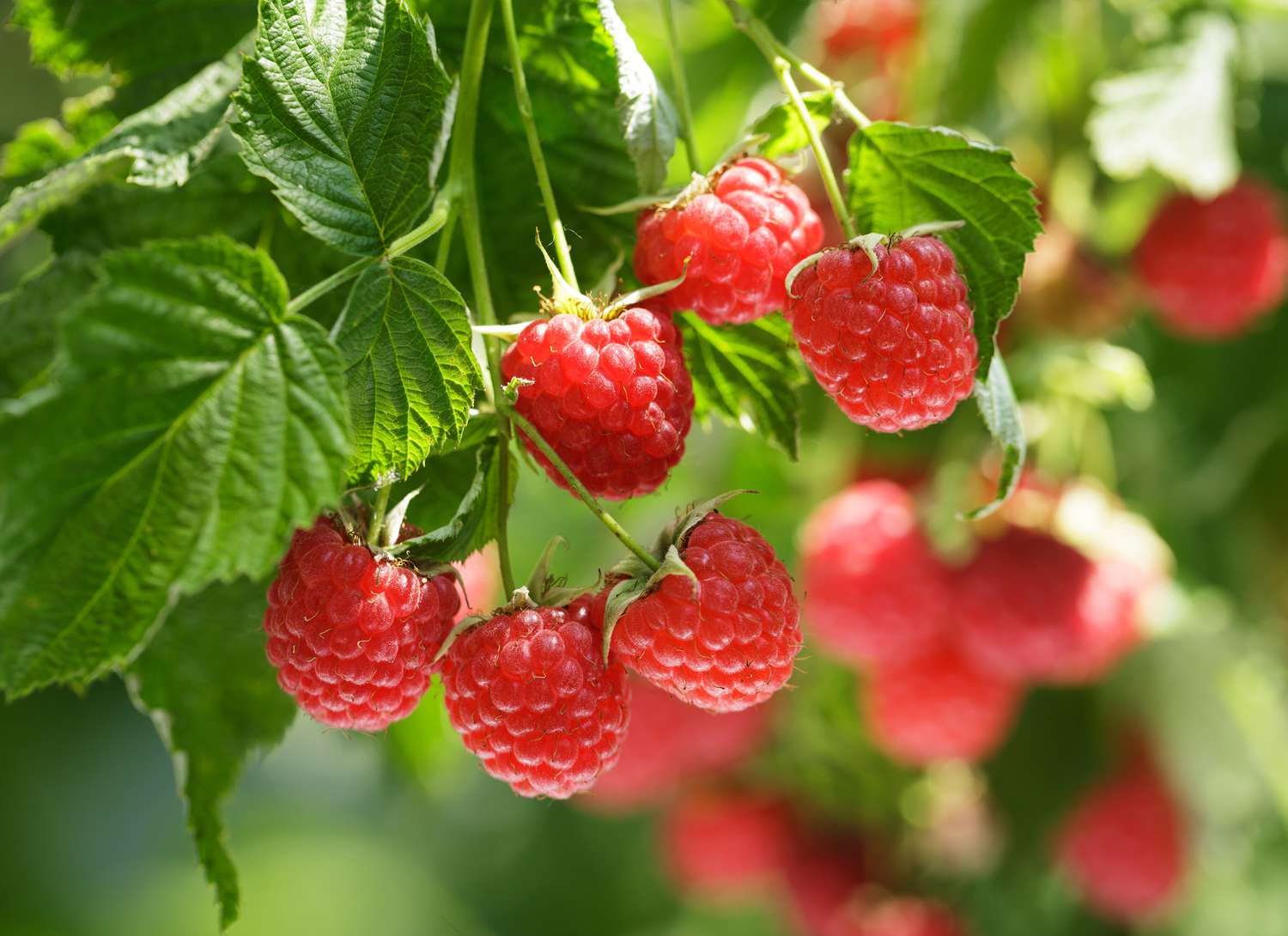 multiple raspberries growing
