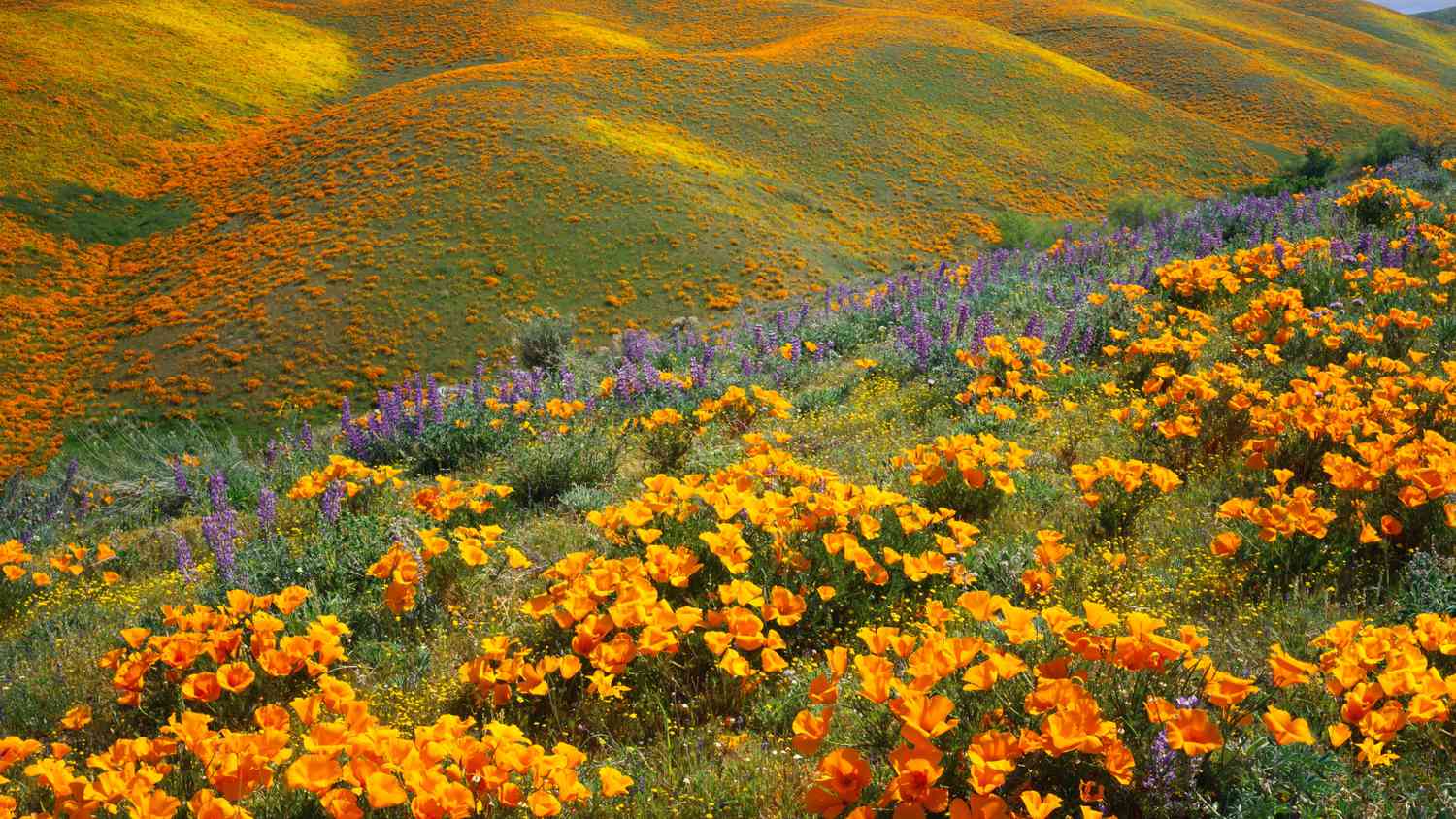 Antelope Valley, California