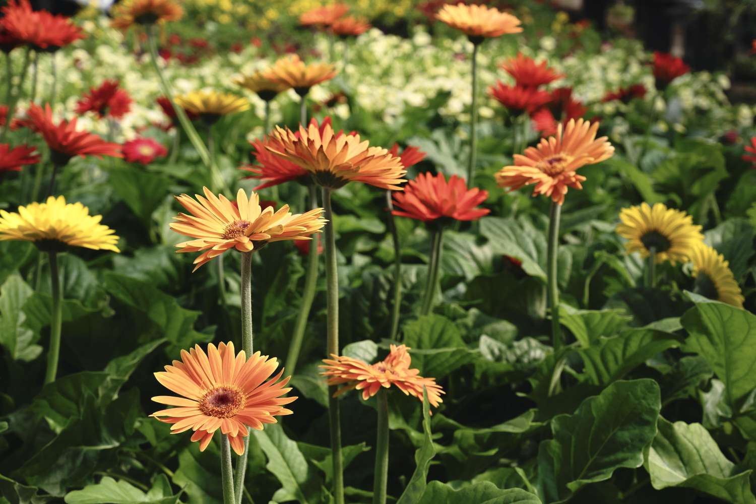 Brightly colored Gerbera daisies growing in sunlight.
