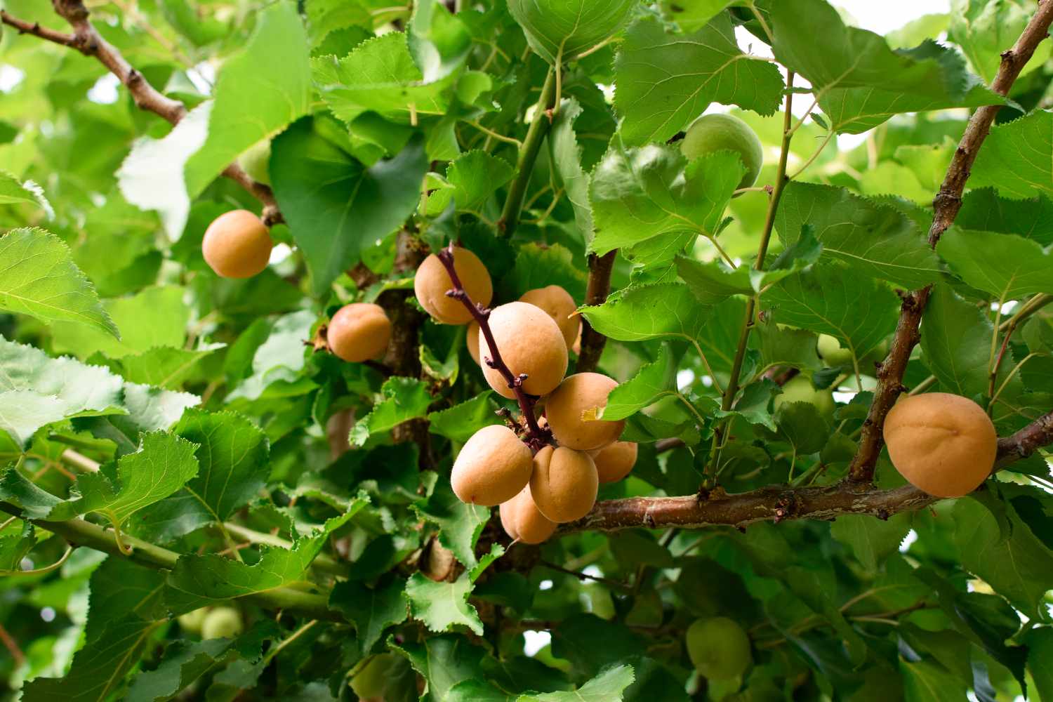 Apricot tree with tan apricot fruit on branches with bright green leaves