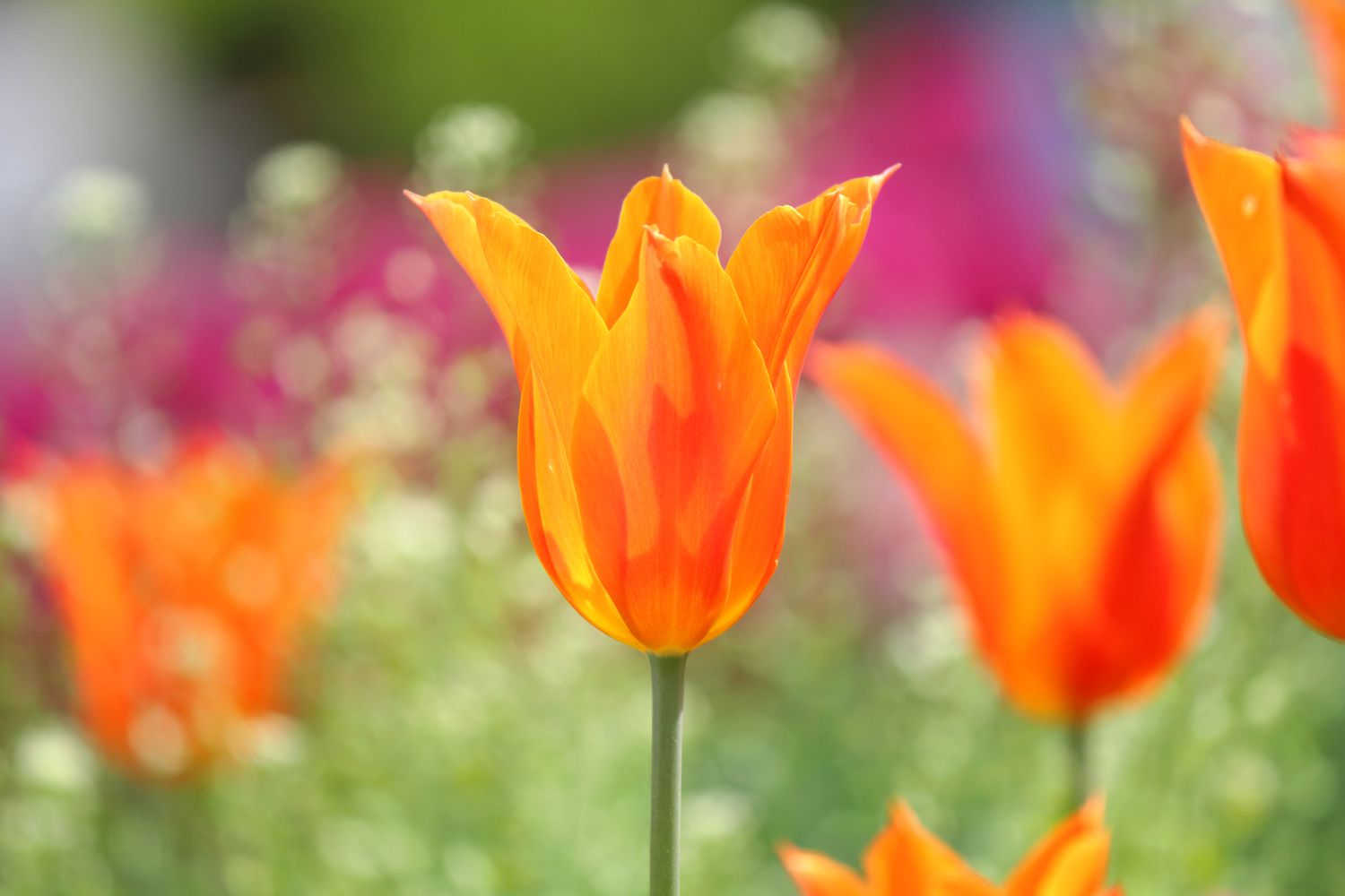 orange ballerina tulip