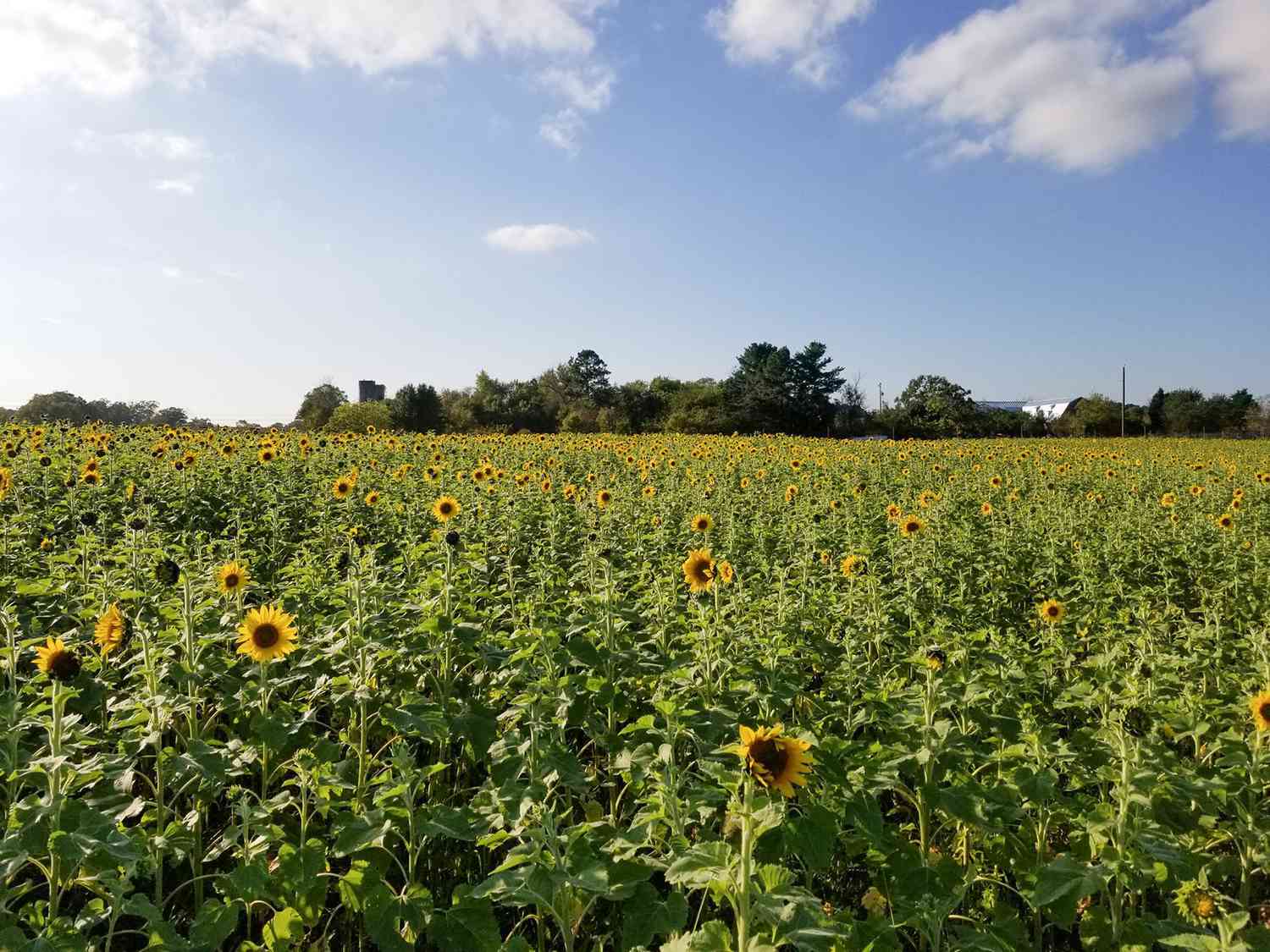 sunflower field blue sky
