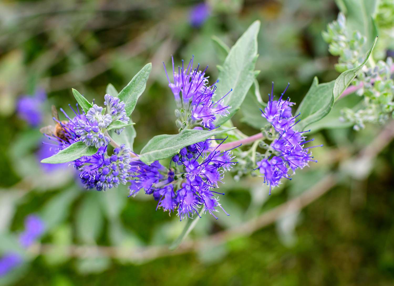 close up of a blue mist shrub
