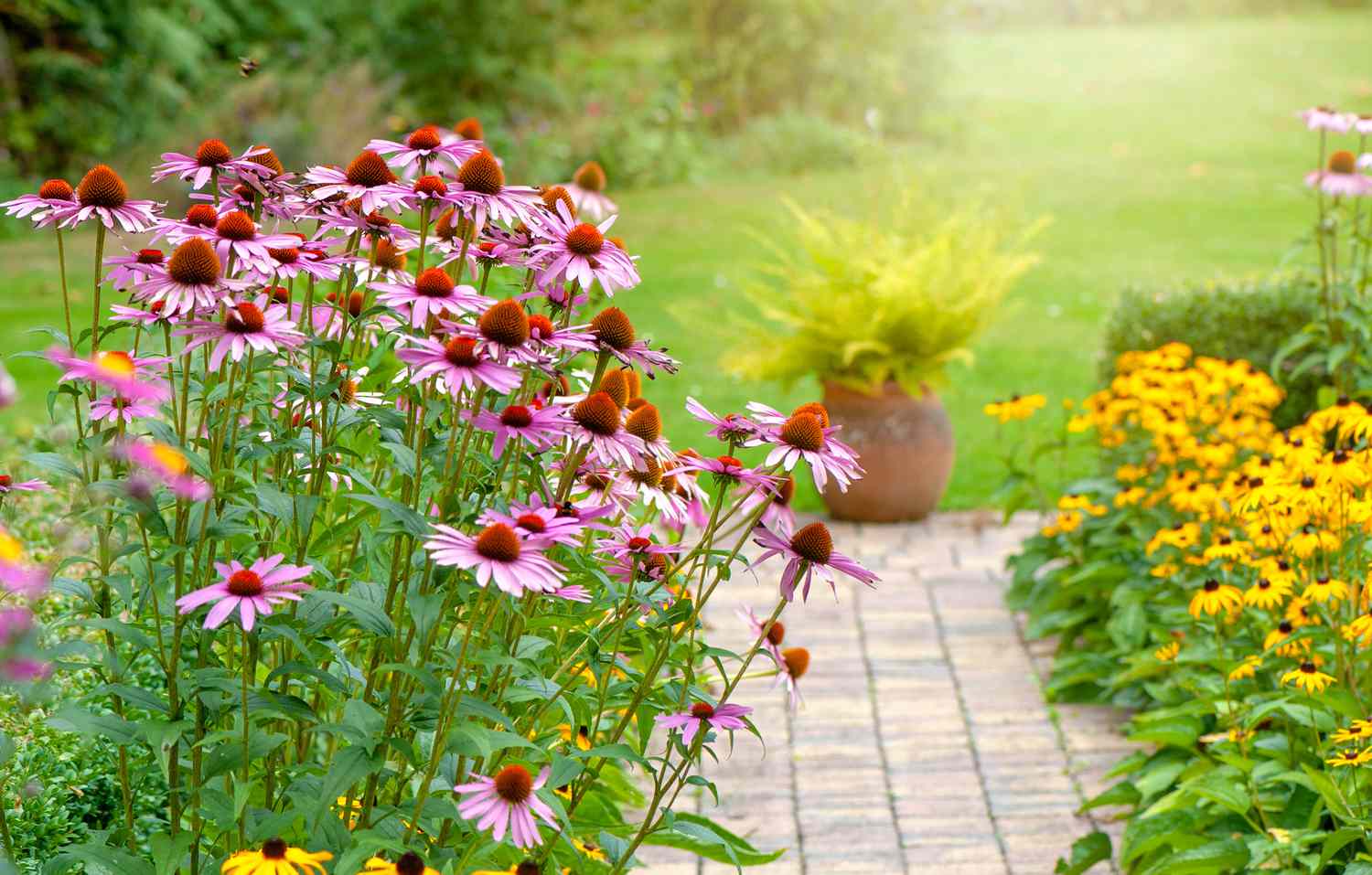 Cone flower in garden