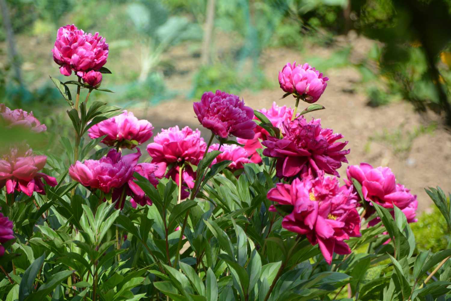 close-up of pink peony flowers blooming in garden