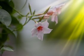 dipladenia flower