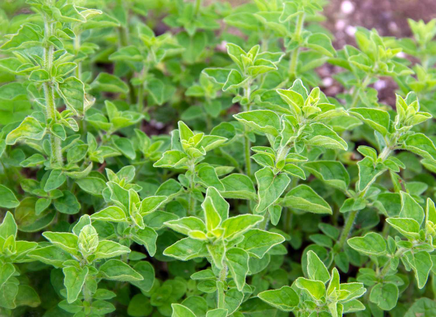 oregano growing in a garden