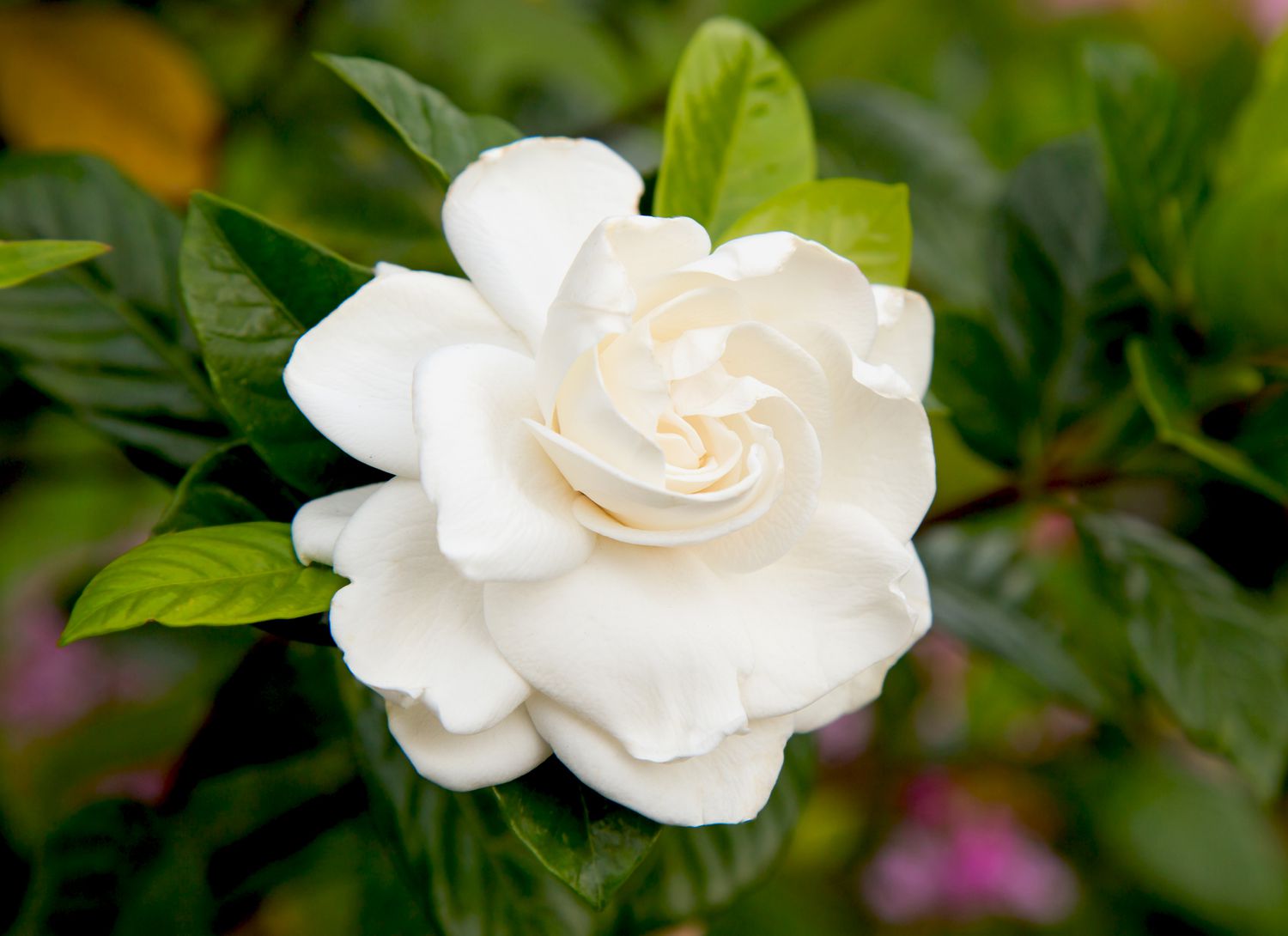 close up of a white gardenia bloom