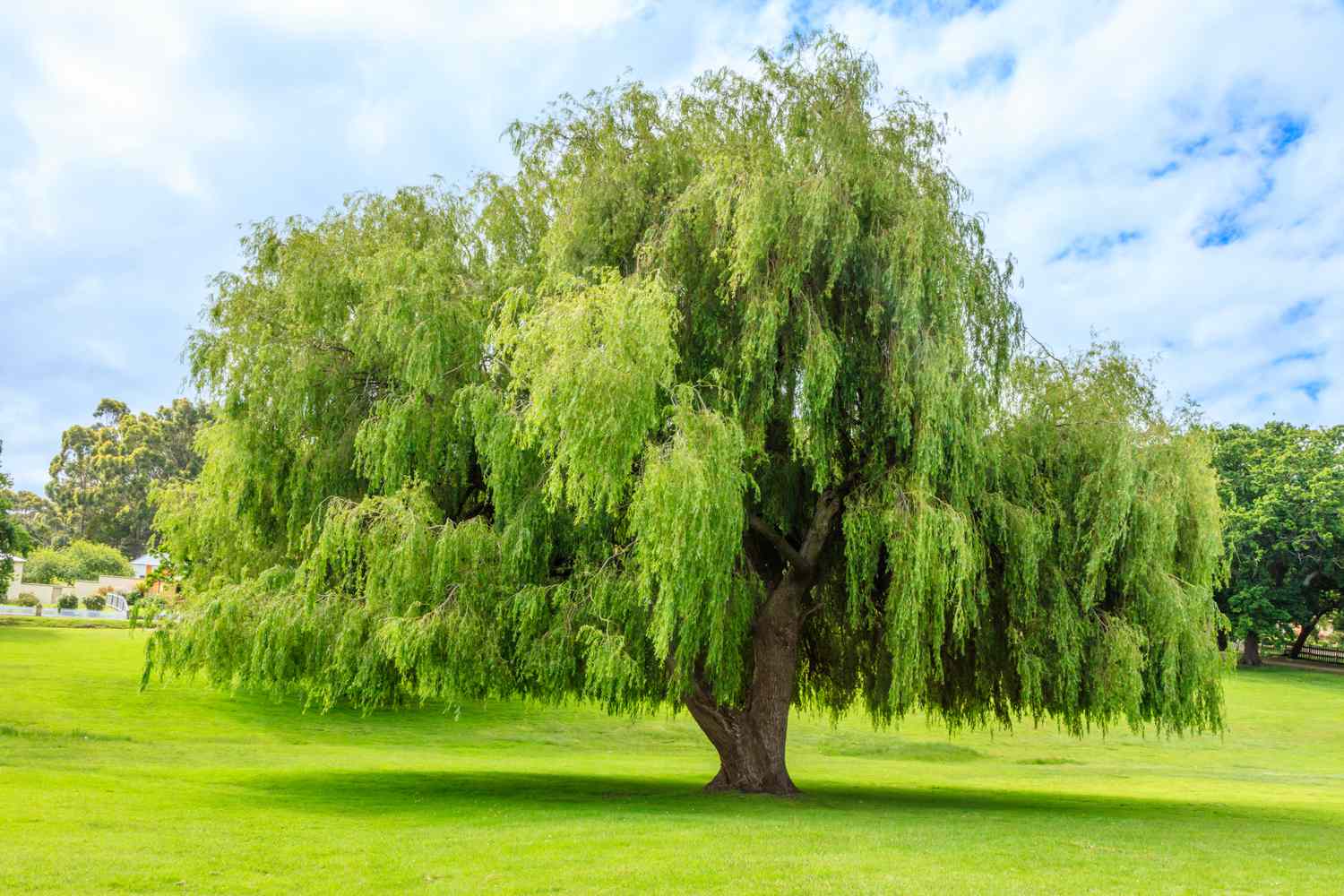 Lush willow tree at a field
